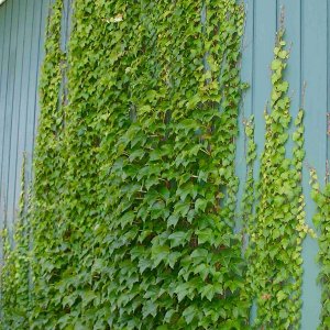 Pavinič päťlistý (Parthenocissus Quinquefolia) - výška 40-80 cm, kont. C2L